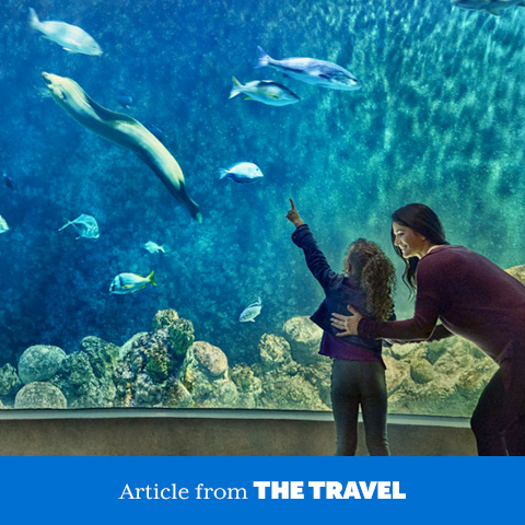 Mother and daughter looking at fish swimming in an indoor aquarium.