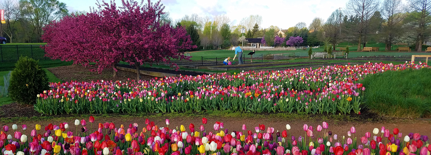 tulips