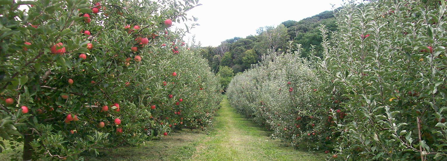 Small's Fruit Farm