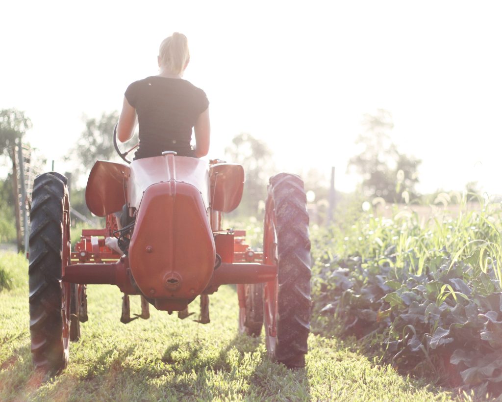 Back of a woman driving an small, old fashioned tractor in a field.