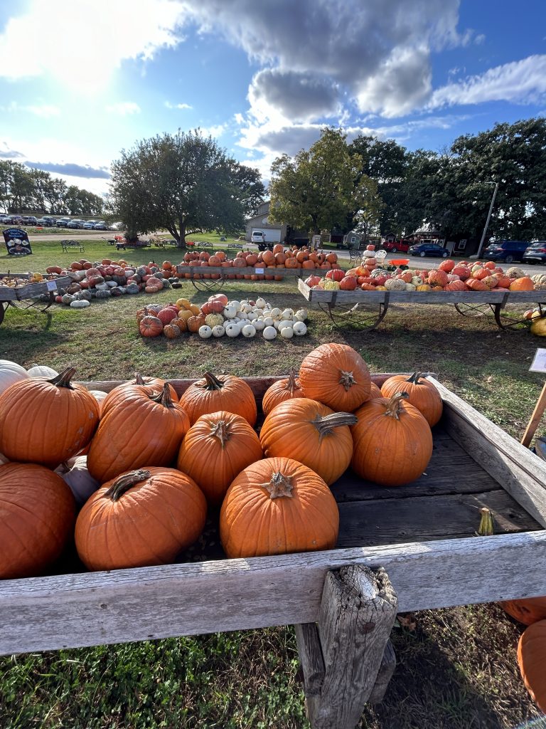 pumpkins